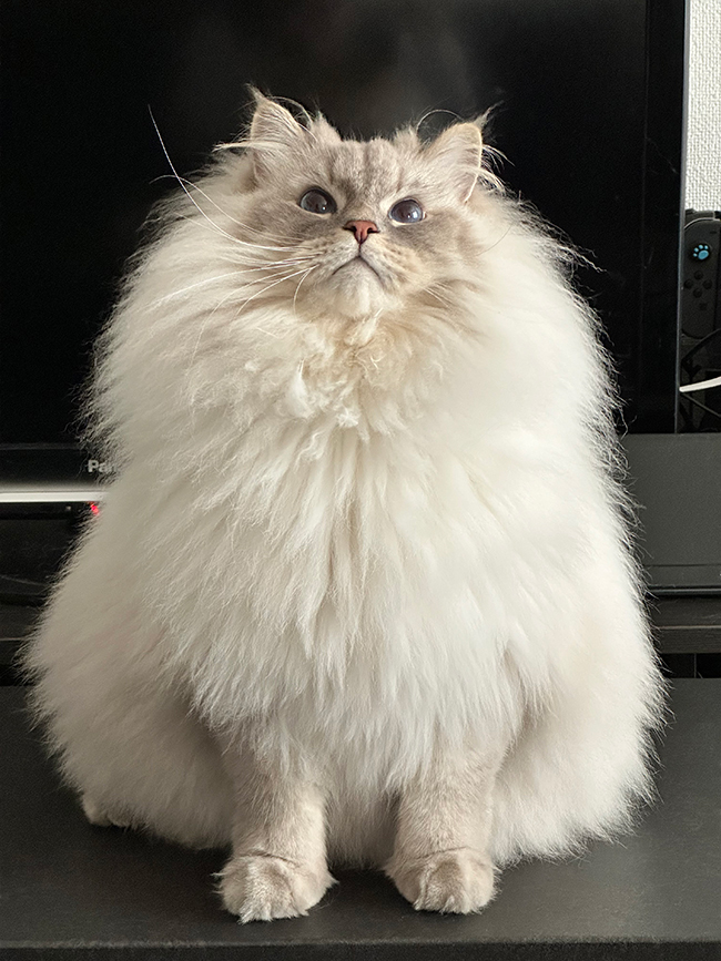 猫