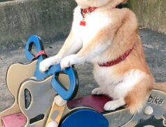 柴犬の画像