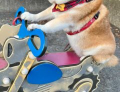 柴犬の画像