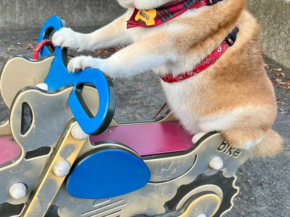 柴犬の画像