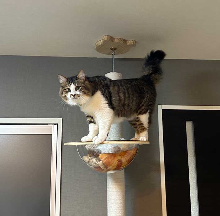 猫の写真