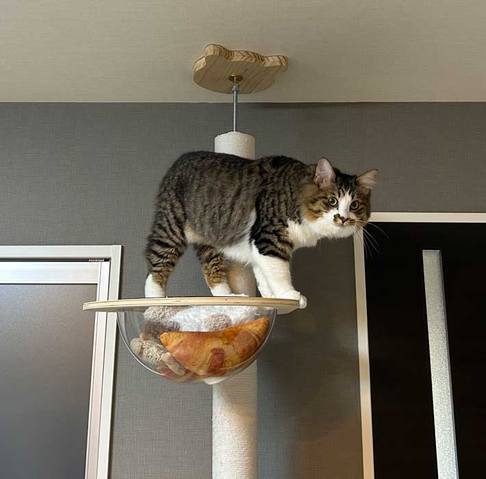 猫の写真