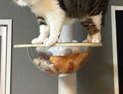 猫の写真