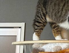猫の写真