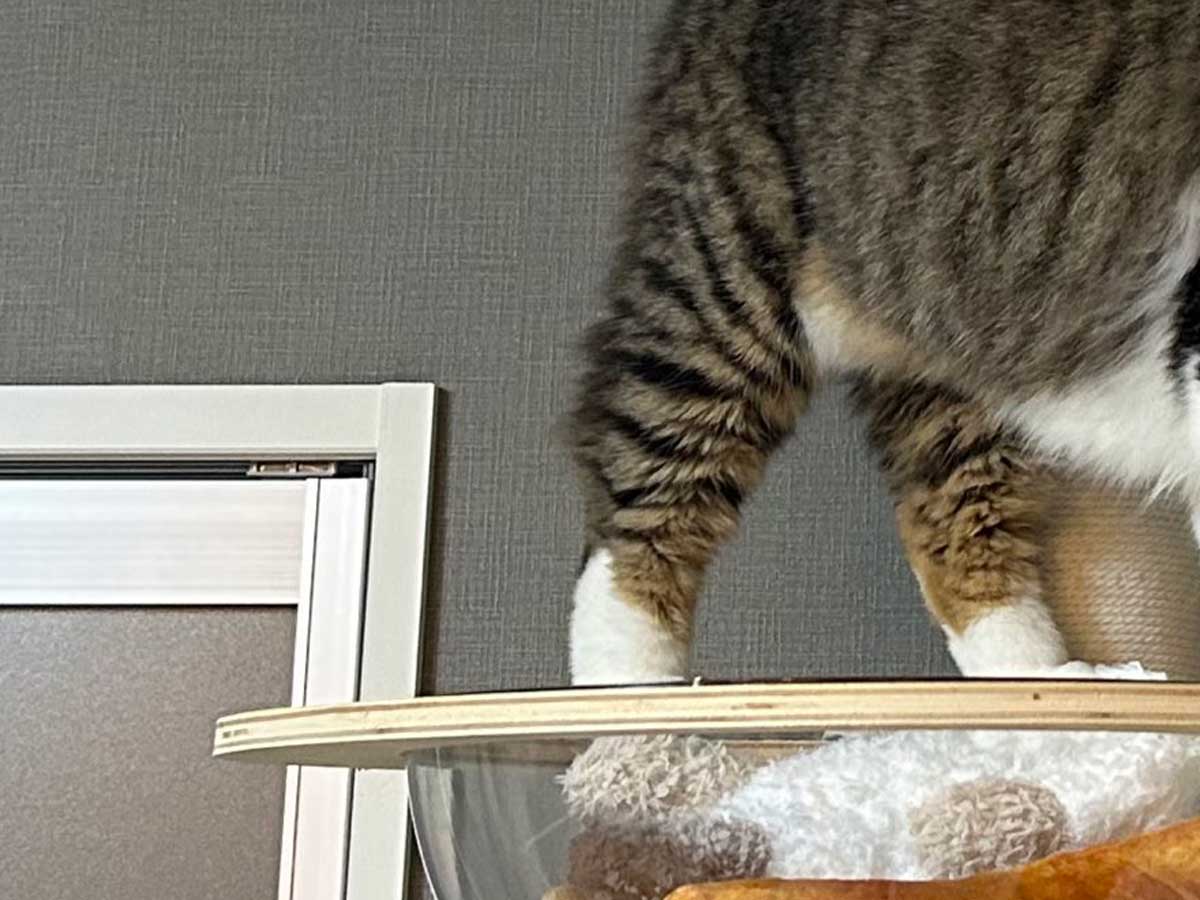猫の写真