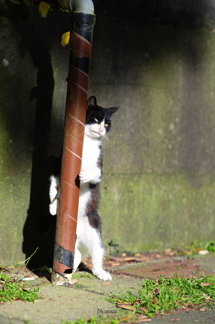小野一俊さんが撮影した猫