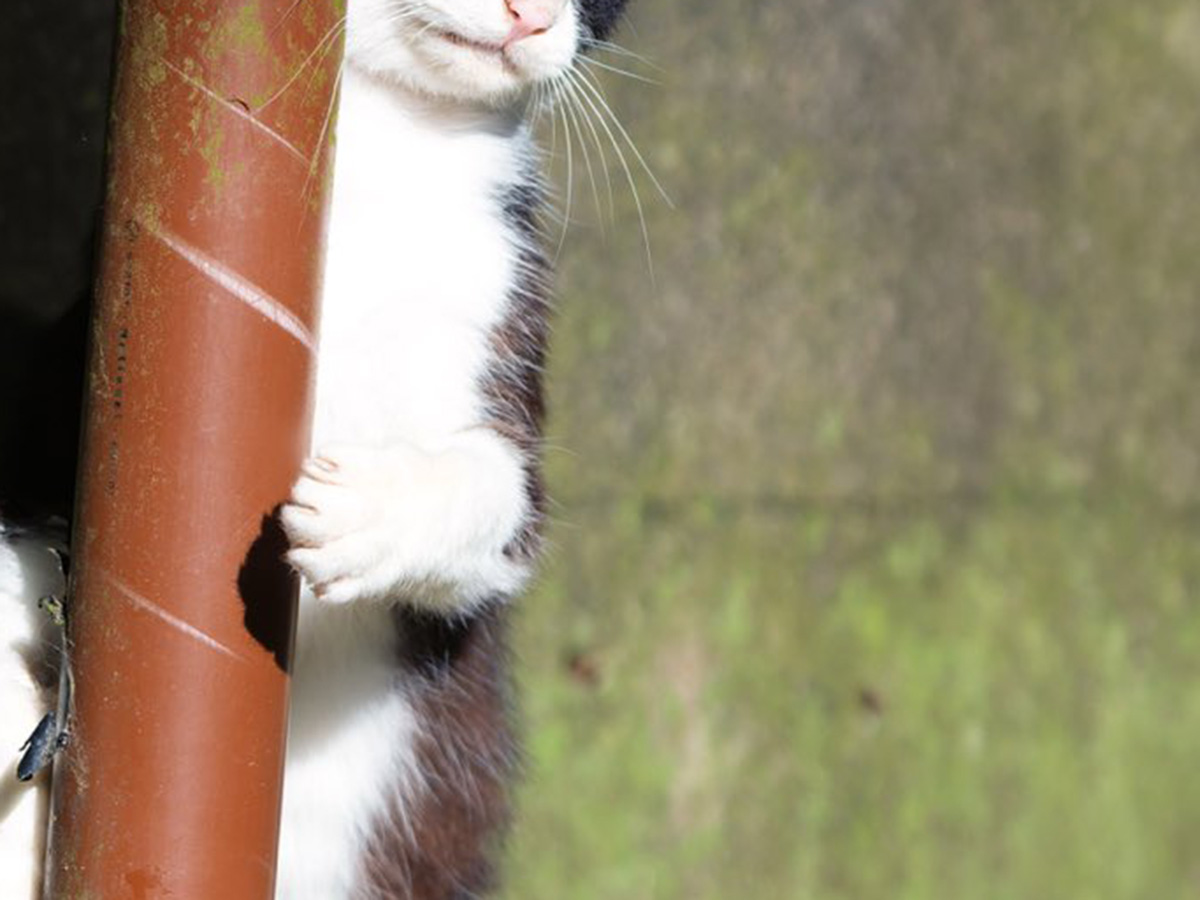 小野一俊さんが撮影した猫