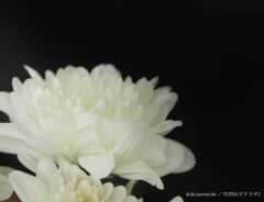 花の画像