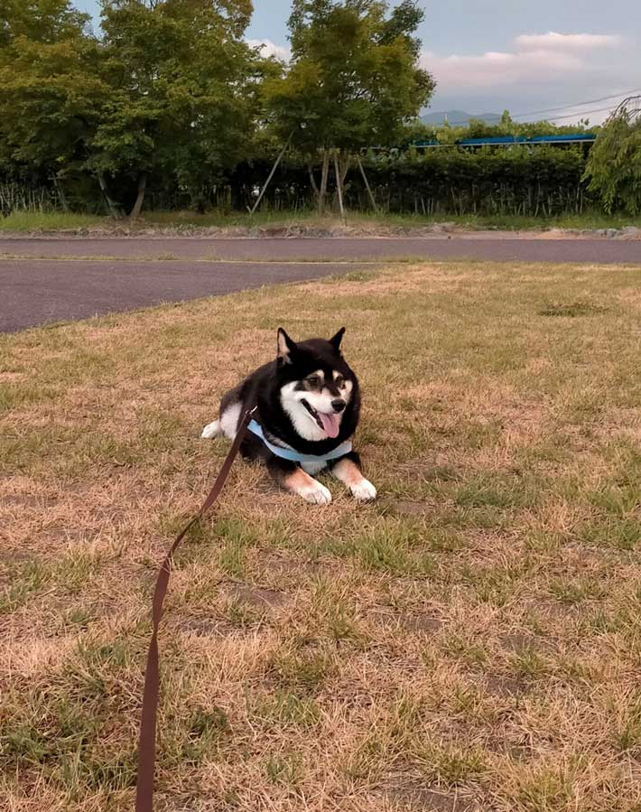 犬の写真