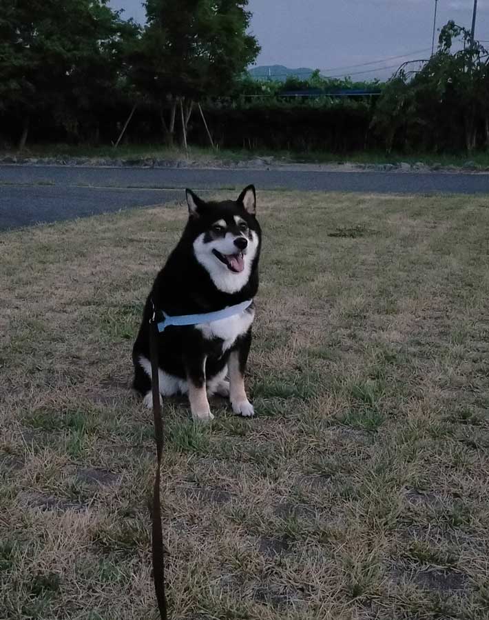 犬の写真