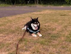 犬の写真