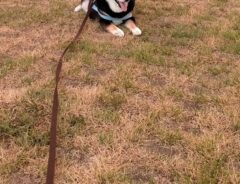 犬の写真