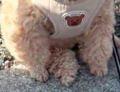 犬の写真