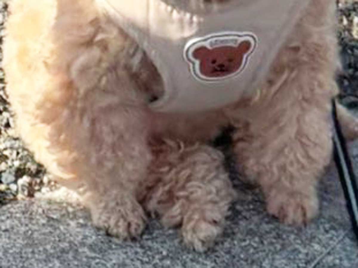 犬の写真