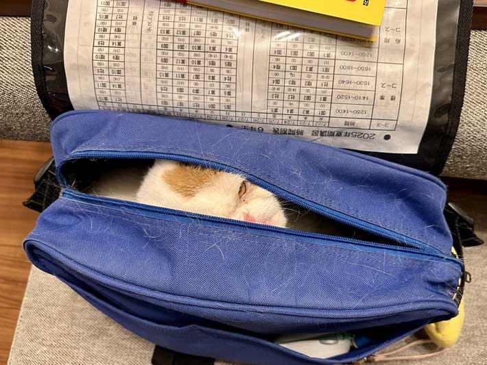 カバンの中から睨んでくる猫