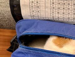 猫の入ったバッグ