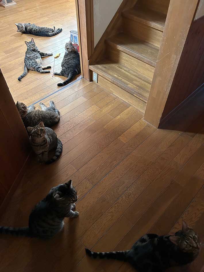 猫の写真