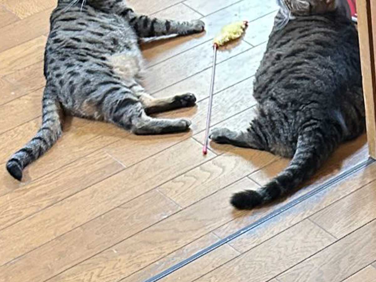 猫の写真