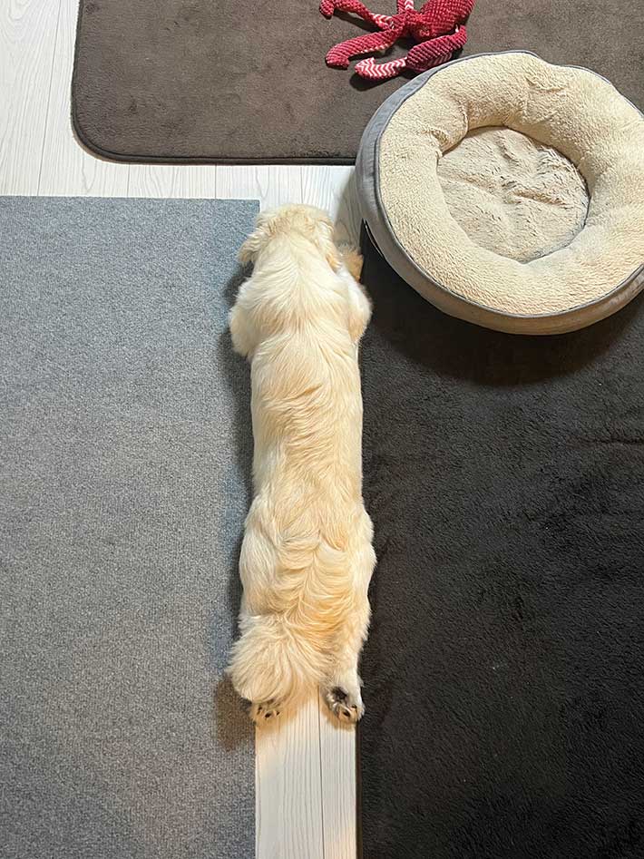 犬の写真