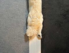 犬の写真