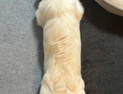 犬の写真