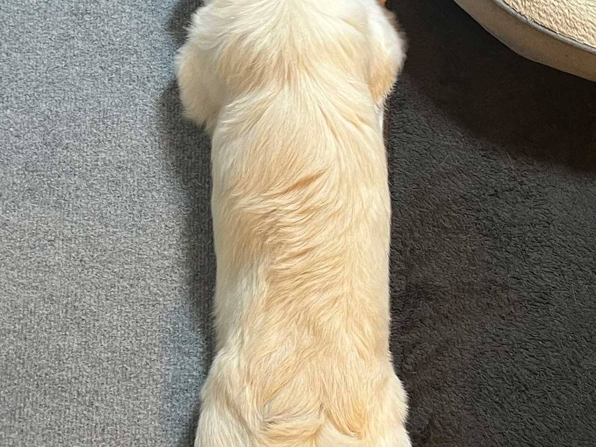 犬の写真