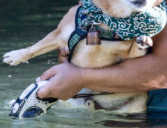 柴犬の写真