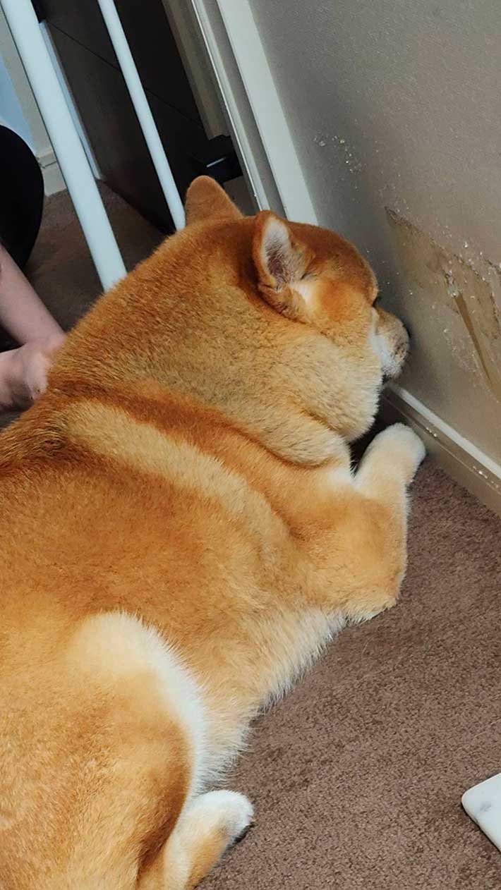 柴犬