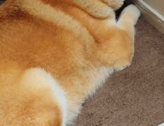 柴犬