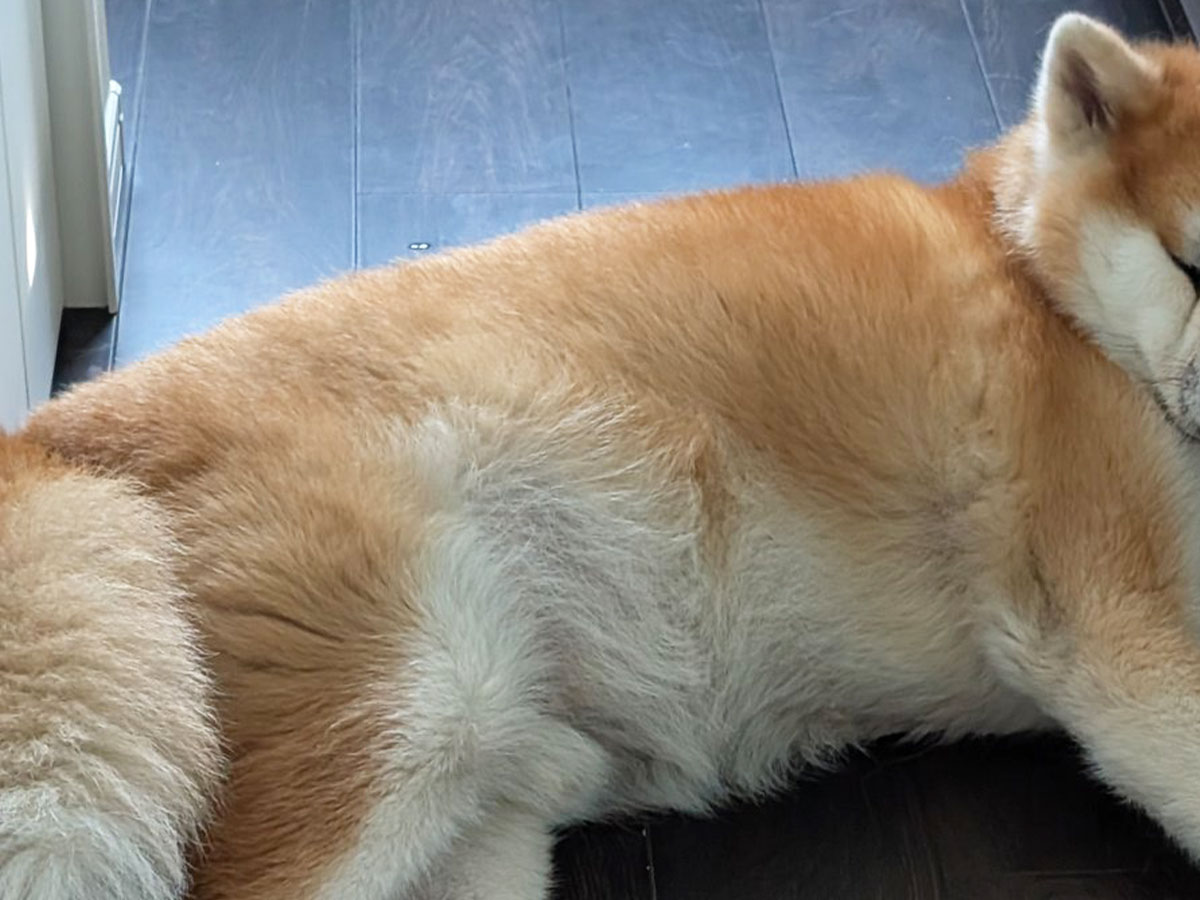 秋田犬の写真