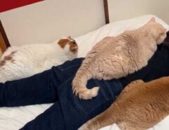 猫の写真