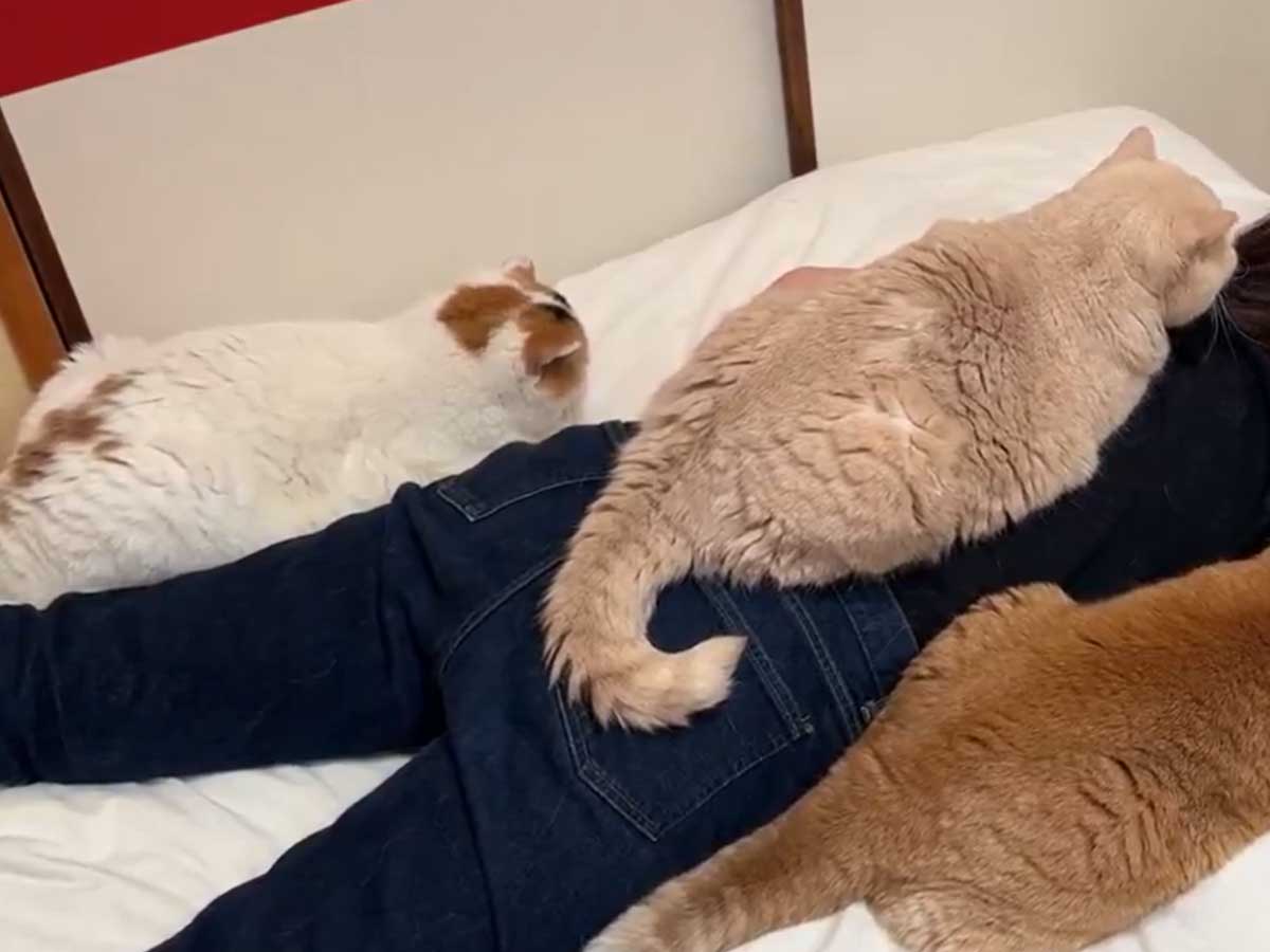 猫の写真