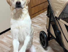 ペットカートと犬