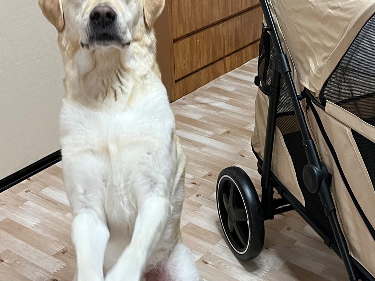 ペットカートと犬