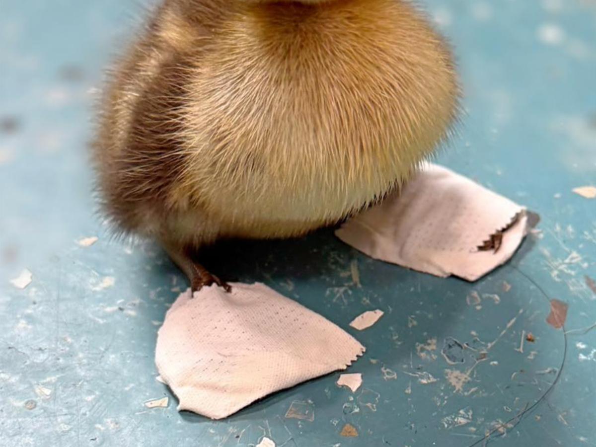 靴を履いたマガモのヒナの写真