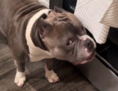 キッチンタオルを盗もうとする犬の写真