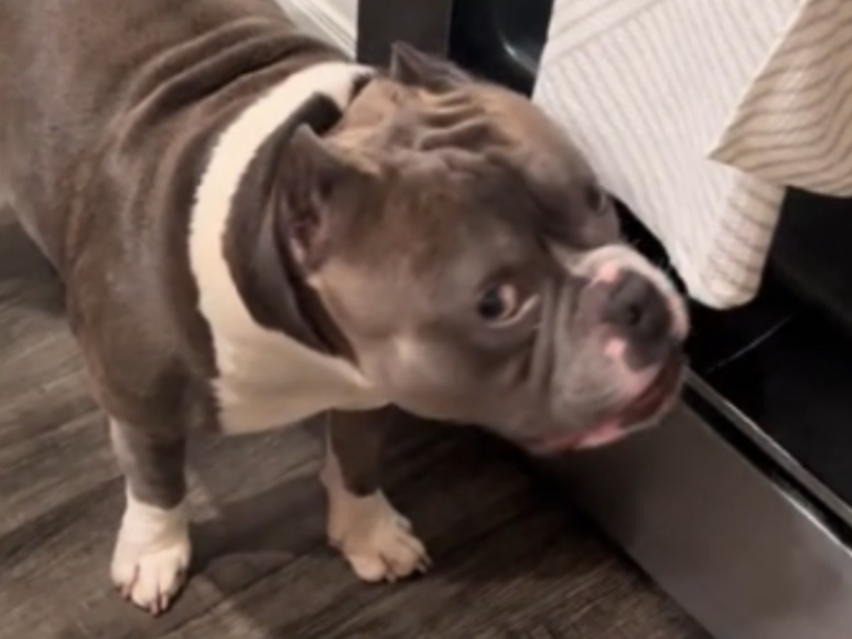 キッチンタオルを盗もうとする犬の写真