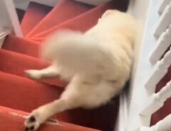 階段を滑り降りるゴールデンレトリバーの写真