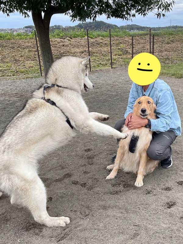 対面するシベリアンハスキーとゴールデンレトリバーの写真