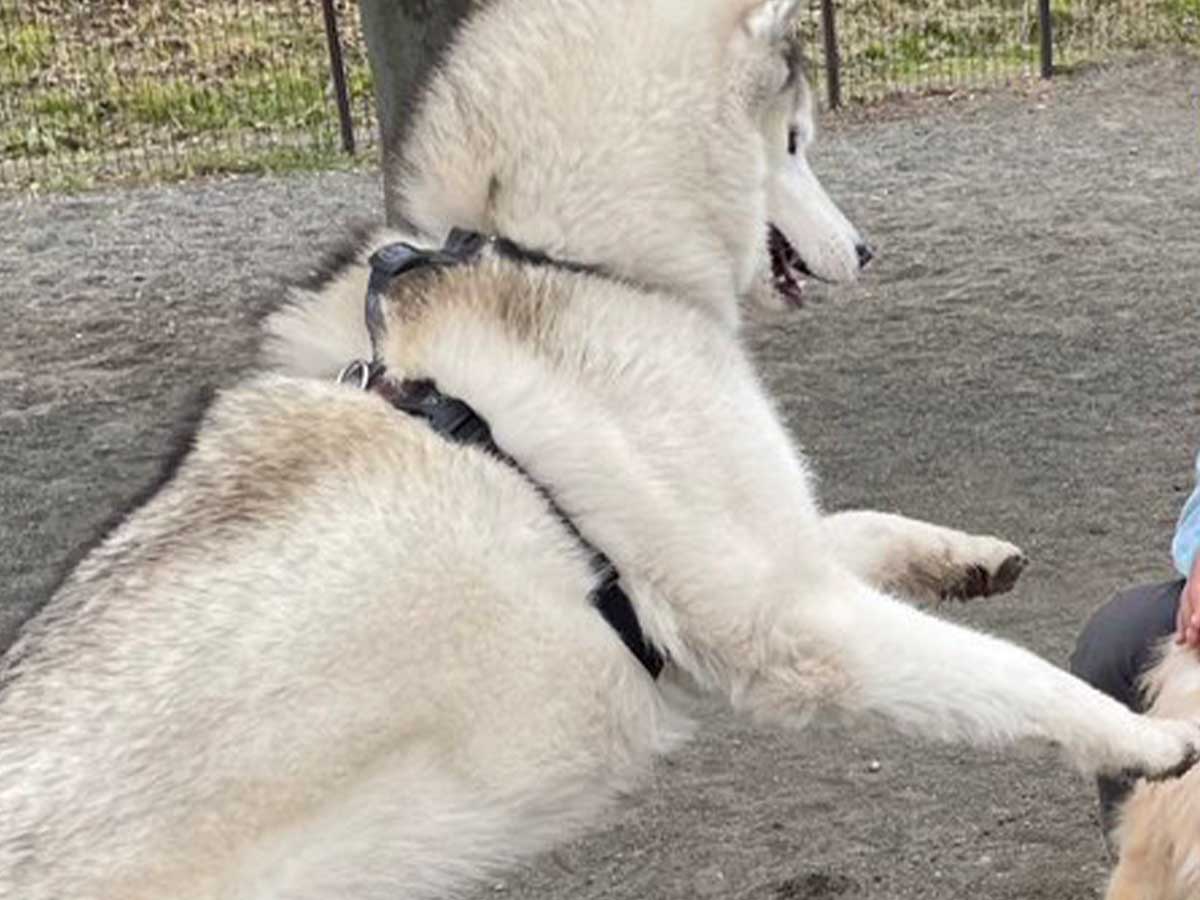 シベリアンハスキーの写真
