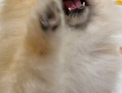 ポメラニアンの写真