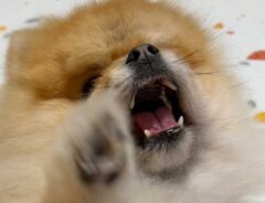 ポメラニアンの写真