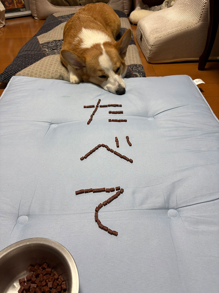 コーギーの写真