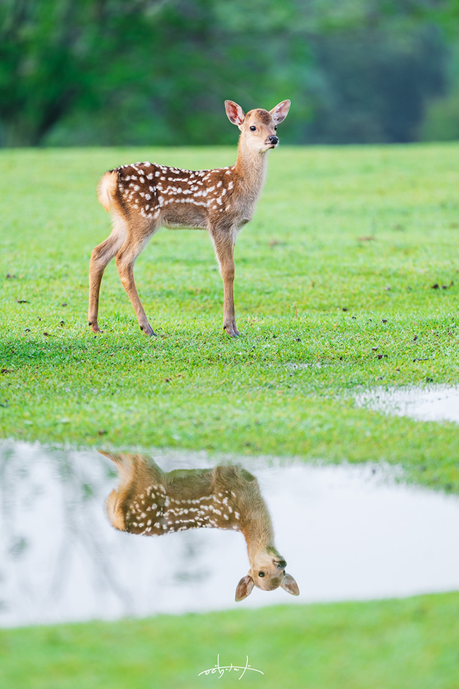 シカ