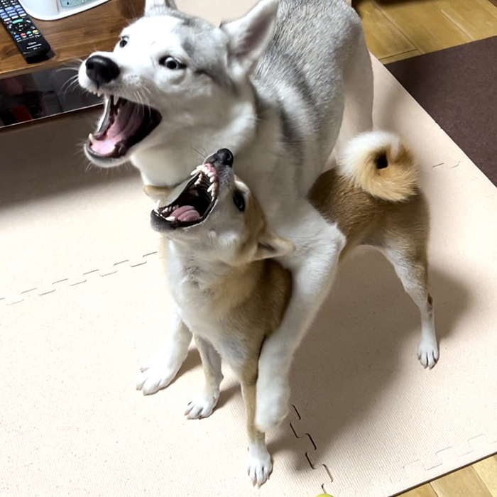 シベリアンハスキーと柴犬の写真