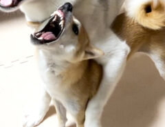 シベリアンハスキーと柴犬の写真