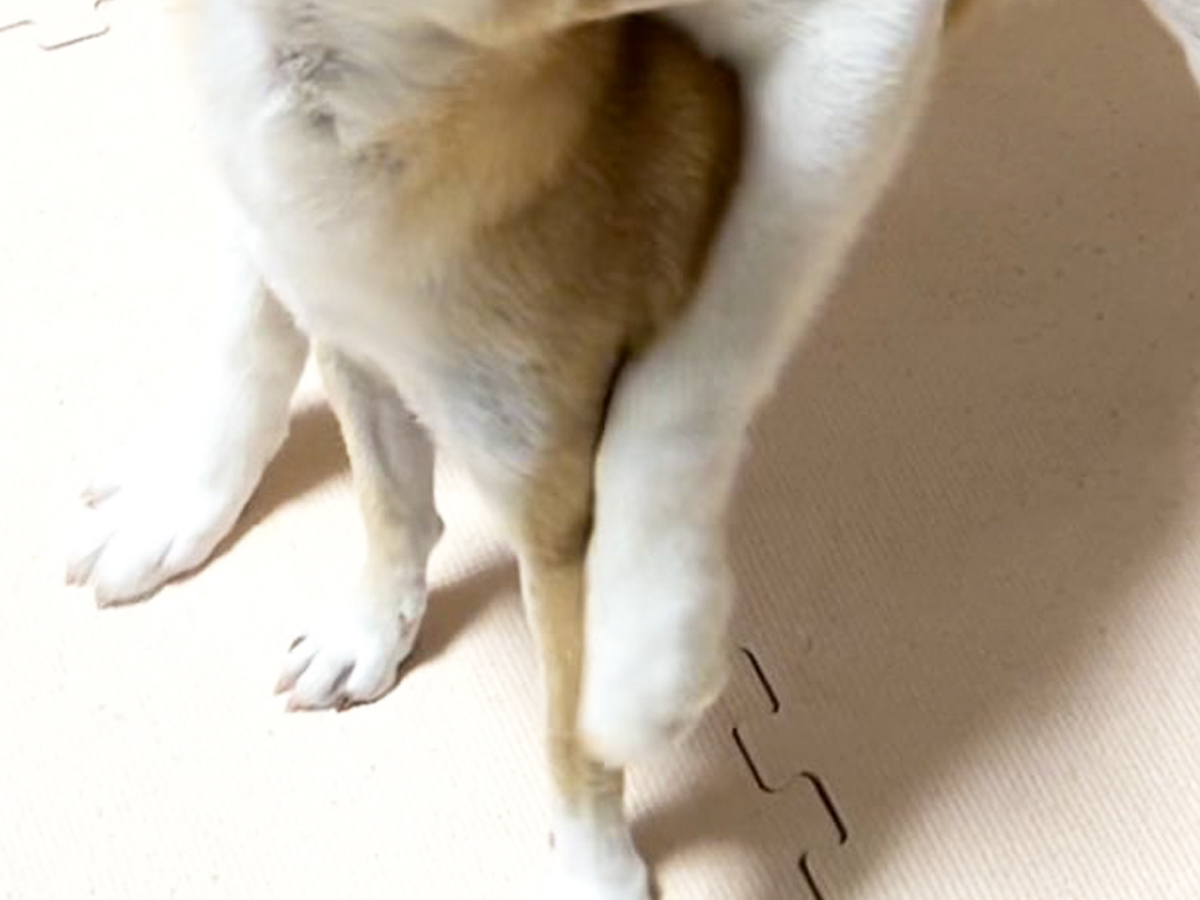 シベリアンハスキーと柴犬の写真