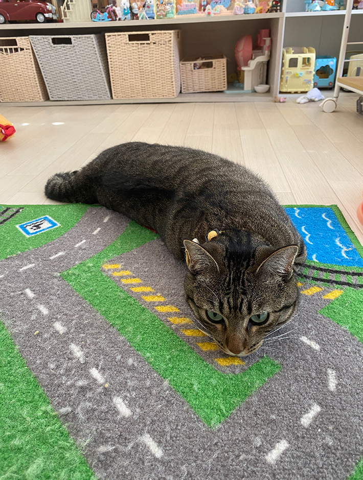 猫のサンちゃん