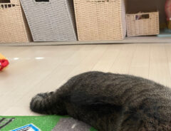猫のサンちゃん