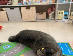猫のサンちゃん